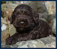 Liza Trace pups 3 wks old 61