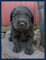Liza Trace pups 4 wks old 61