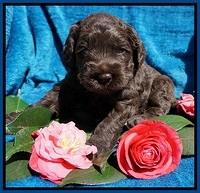 Liza Trace pups 4 wks old 91