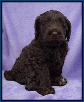 Liza Trace pups 6 wks old 41