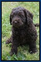 Liza Trace pups 7 wks old 81