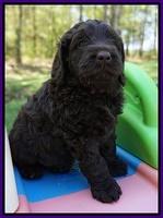 Liza TRAce pups 5 wks old 61