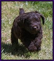 Liza TRAce pups 5 wks old 91