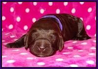 Liza Trace pups 1 wk old 71