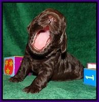 Liza Trace pups 2 wks old 101