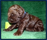 Liza Trace pups 2 wks old 81