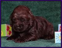Liza Trace pups 2 wks old 91