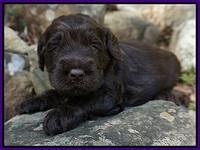 Liza Trace pups 3 wks old 62