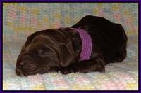 Liza Trace pups new born 51