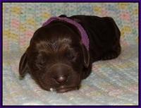 Liza Trace pups new born 61