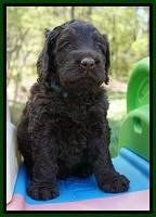 Liza TRAce pups 5 wks old 111