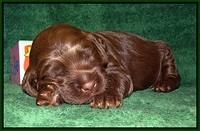 Liza Trace pups 2 wks old 121