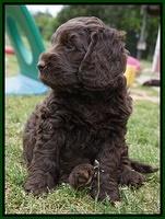 Liza Trace pups 6 wks old 121