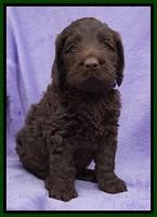 Liza Trace pups 6 wks old 91