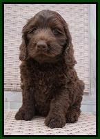 Liza Trace pups 7 wks old 141