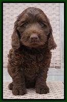 Liza Trace pups 7 wks old 151