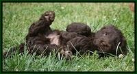 Liza Trace pups 7 wks old 161