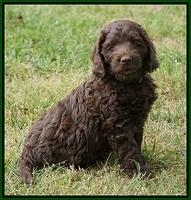 Liza Trace pups 7 wks old 171
