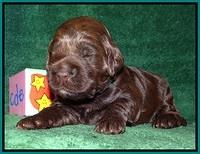 Liza Trace pups 2 wks old 141