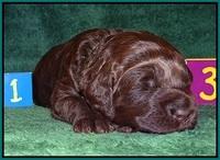 Liza Trace pups 2 wks old 151