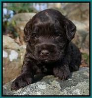 Liza Trace pups 3 wks old 142