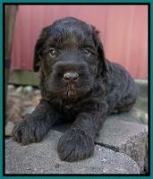 Liza Trace pups 4 wks old 191