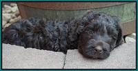 Liza Trace pups 6 wks old 171