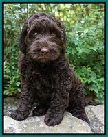 Liza Trace pups 8 wks old 41