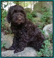Liza Trace pups 8 wks old 51