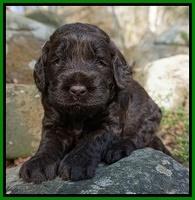 Liza Trace pups 3 wks old 172