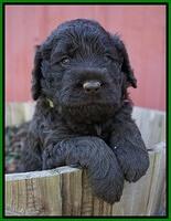 Liza Trace pups 4 wks old 221