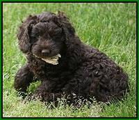 Liza Trace pups 7 wks old 261