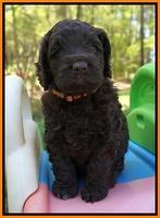 Liza TRAce pups 5 wks old 241