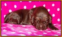 Liza Trace pups 1 wk old 141