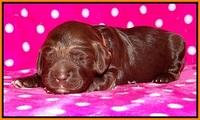 Liza Trace pups 1 wk old 151