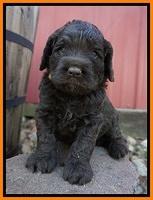 Liza Trace pups 4 wks old 311