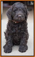 Liza Trace pups 6 wks old 241