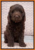 Liza Trace pups 7 wks old 291