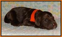 Liza Trace pups new born 131