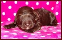 Liza Trace pups 1 wk old 121