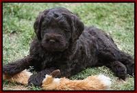 Liza Trace pups 5 wks old 30200