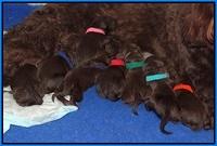Liaz Trace newborns 011