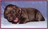 Xana Pilot pups 1 wk old 009