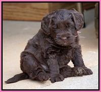 Xana Pilot pups 5 wks old 61