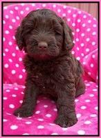 Xana Pilot pups 6 wks old 21