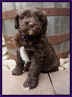 Xana Pilot pups 6 wks old 71