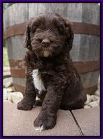 Xana Pilot pups 6 wks old 81