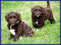 Xana Pilot pups 7 wks old 81