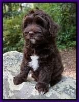 Xana Pilot pups 8 weeks old 141