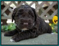 Xana Pilot pups 4 wks old 111